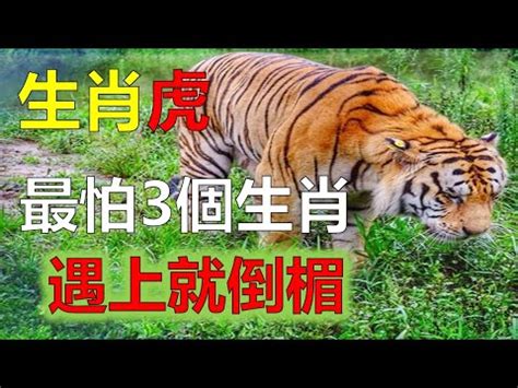 屬虎禁忌喪事|七個不可不知的臺灣喪禮習俗禁忌與其化解方法 (一)．。